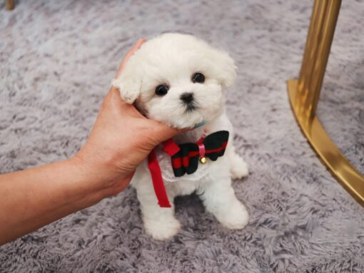 Teacup Bichon Frise Female [Chanel]