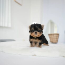 Teacup Yorkie Female [Betty]