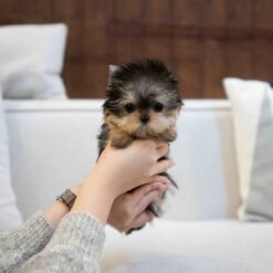 Teacup Yorkie Female [Barbie]