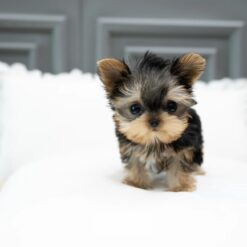 Teacup Yorkie Male [Bailey]