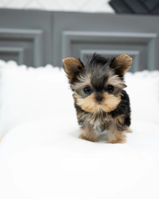 Teacup Yorkie Male [Bailey]