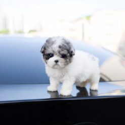 Teacup Poodle Female [Stari]