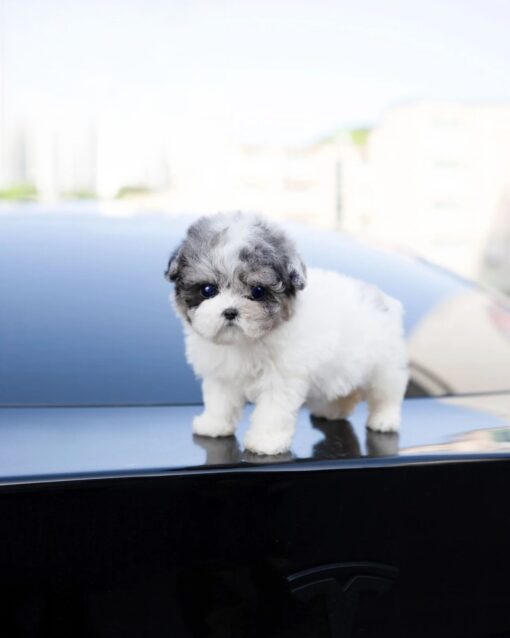 Teacup Poodle Female [Stari]