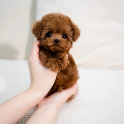 Teacup Poodle Female [Angela]