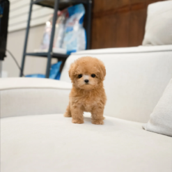 Teacup Poodle Male [Joe]