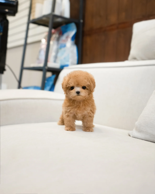 Teacup Poodle Male [Joe]