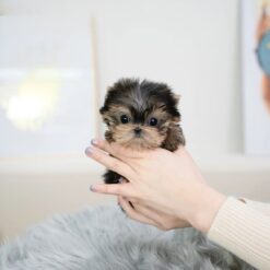 Teacup Yorkie Female [Holly]