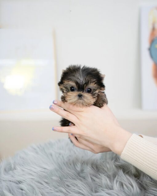 Teacup Yorkie Female [Holly]