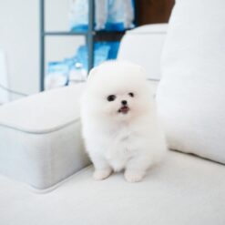 Teacup Pomeranian Male [Bono]