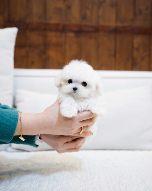Teacup Maltese Male [Mini]