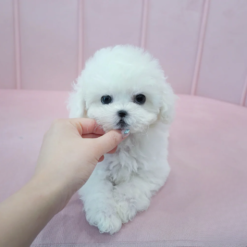 Teacup Bichon Frise Male [Marshmallow]