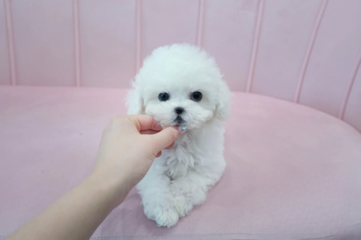 Teacup Bichon Frise Male [Marshmallow]