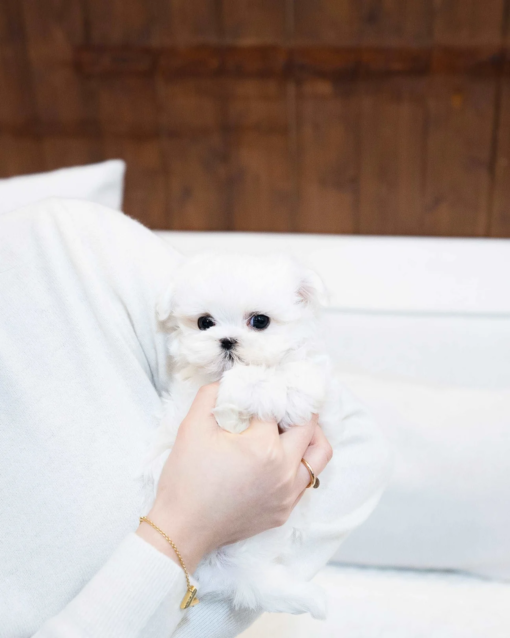 Teacup Maltese Male [Adam]