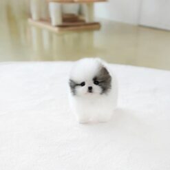 Teacup Pomeranian Female [Lanvin]