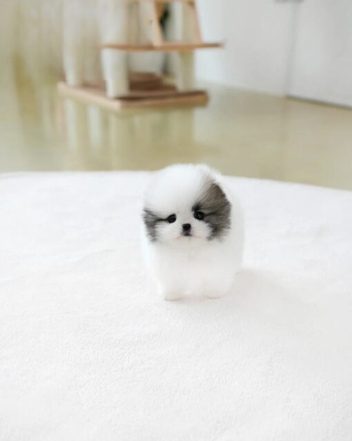 Teacup Pomeranian Female [Lanvin]