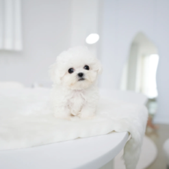 Teacup Bichon Frise Male [Star]