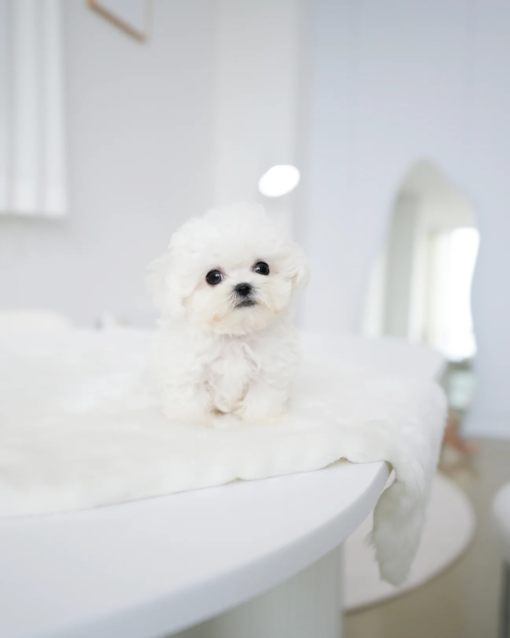 Teacup Bichon Frise Male [Star]