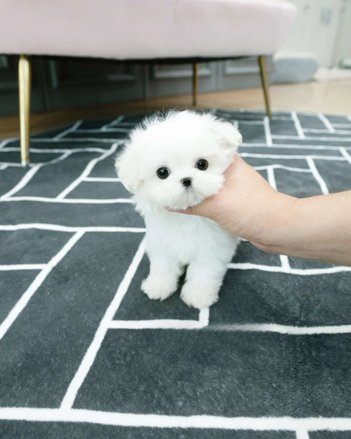 Teacup Maltese Male [Dory]