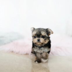 Teacup Yorkie Female [Margo]