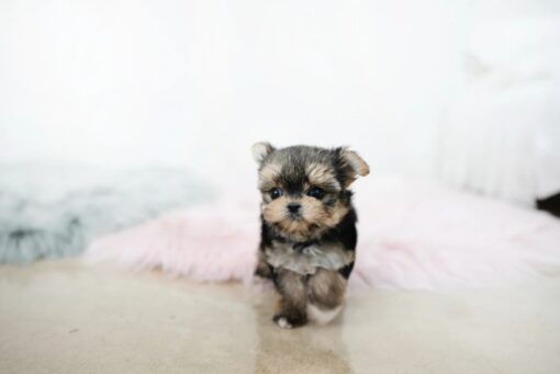 Teacup Yorkie Female [Margo]