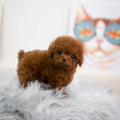 Teacup Poodle Male [Jordan]
