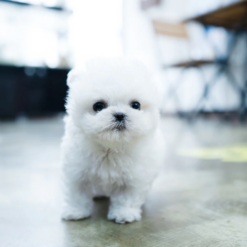 Teacup Bichon frise Female [Angel]