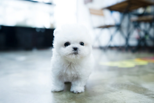 Teacup Bichon frise Female [Angel]