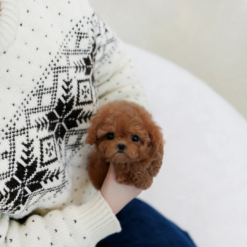 Teacup Poodle Female [Zuby]