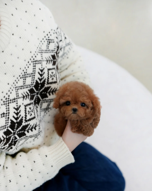 Teacup Poodle Female [Zuby]