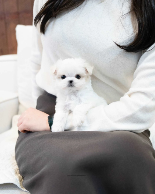 Teacup Maltese Female [Naomi]