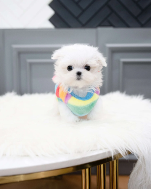 Teacup Maltese Female [Rosie]