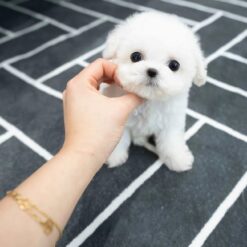 Teacup Bichon Frise Male [Orion]