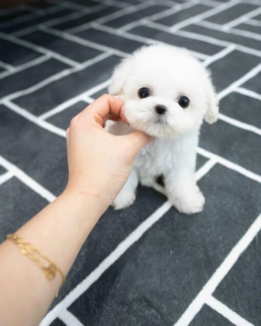 Teacup Bichon Frise Male [Orion]