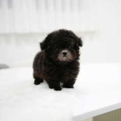 Teacup Poodle Female [Bentley]