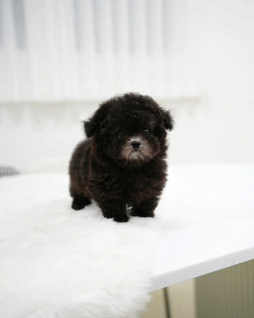 Teacup Poodle Female [Bentley]