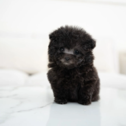 Teacup Poodle Female [Riley]
