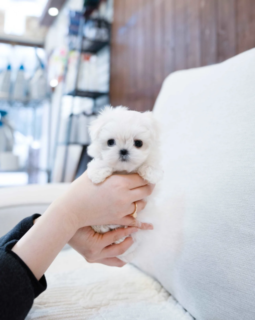 Teacup Maltese Female [Jessica]