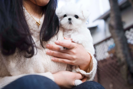 Teacup Maltese Female [Flory]
