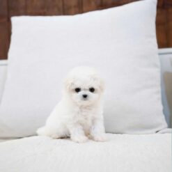 Teacup Bichon Frise Male [Richard]
