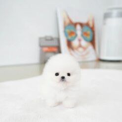Teacup Pomeranian Female [Iona]