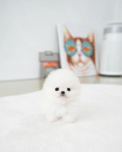 Teacup Pomeranian Female [Iona]
