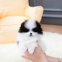 Teacup Pomeranian Female [Linda]