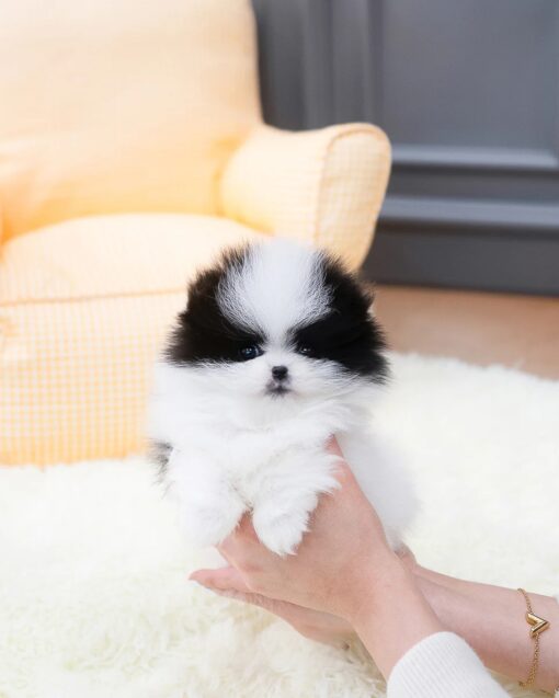 Teacup Pomeranian Female [Linda]