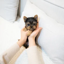 Teacup Yorkie Male [Leonard]