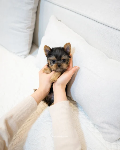 Teacup Yorkie Male [Leonard]