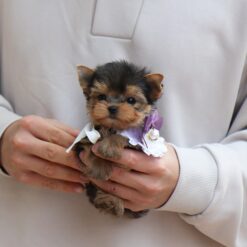 Teacup Yorkie Male [Rada]