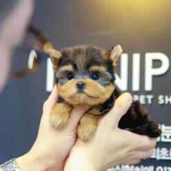 Teacup Yorkie Female [Tiana]