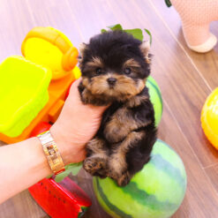 Teacup Yorkie Male [Dani]