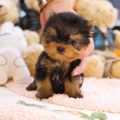 Teacup Yorkie Female [Moira]