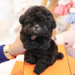 Teacup Poodle Male [Stanley]